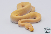 Python royal - Python regius Albinos Pinstripe