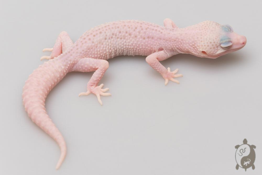 EJ19 - Gecko Léopard - Eublepharis Macularius WY Super Raptor - &#9792; - NC 2021
