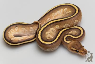 Python royal - Python regius Mahogany Butter