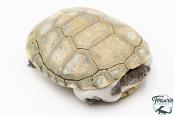 Pelomedusa subrufa – Péloméduse roussâtre - 02