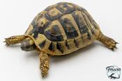 Tortue d'Hermann - Testudo hermanni boettgeri 12-15 cm - Femelle