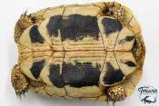 Tortue d'Hermann - Testudo hermanni boettgeri Femelle 15-17cm