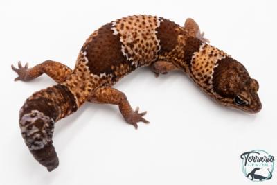 Hemitheconyx caudicinctus - Gecko à queue grasse - Mâle &#9794; A4