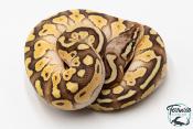 Python royal - Python regius Butter Pastel