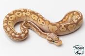 Python royal - Python regius Banana Butter Pastel