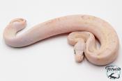 Python royal - Python Regius Vanilla Scream Lesser