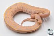 Python royal - Python regius Banana Black Pastel Specter