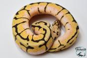 Python royal - Python regius Bumblebee