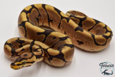 Python royal - Python regius Spider Yellow Belly