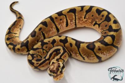 Python royal - Python regius Woma Pastel