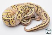 Python royal - Python regius Super Pastel Vanilla