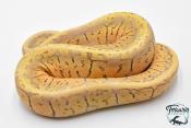 Python royal - Python regius Super Blast Yellow Belly