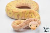 Python royal - Python regius Banana Clown Pastel