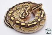 Python royal - Python regius Lesser het Clown