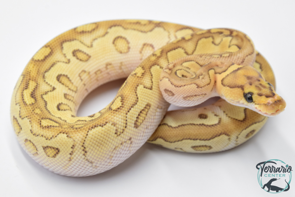 Python royal - Python regius Clown Lesser