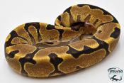 Python royal - Python regius Enchi Yellow Belly