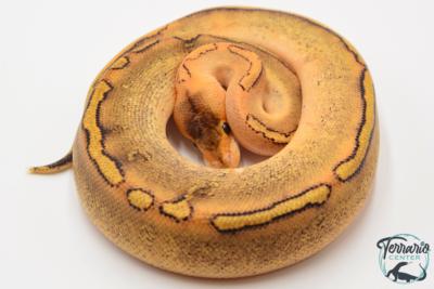 Python regius Champagne