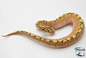 Python royal - Python Regius Spider Hypo