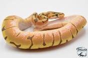 Python royal - Python regius Stinger Bee Hypo