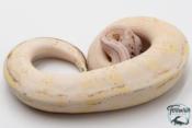Python royal - Python regius Super Stripe Super Pastel