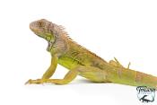 Iguana iguana - Iguane Vert juvénile (vert, lime green, rouge ou bleu)