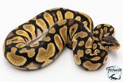 Python royal - Python regius Enchi Pastel