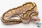 Python royal - Python regius Butter Pastel Vanilla