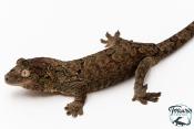 Mniarogekko chahoua - Gecko mousse - Grande Terre - NC 2025 - Mâle 04