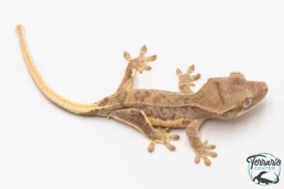 Correlophus ciliatus Lilly White - Gecko à crête - NC 2026 - 49