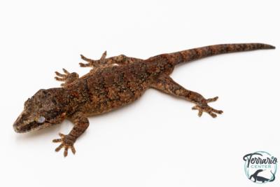 Rhacodactylus auriculatus - Gecko gargouille - NCUE 2025 - Mâle 02