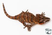 Rhacodactylus auriculatus - Gecko gargouille - NCUE 2025 - Femelle 05
