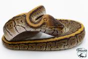 Python royal - Python regius Phantom Pinstripe