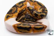 Python Royal - Python regius Piebald Het Albinos