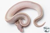 Python royal - Python regius Super Phantom LemonBlast