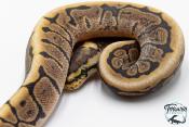 Python royal - Python regius GHI Spider