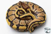 Python royal - Python regius Vanilla