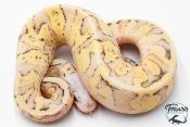 Python royal - Python Regius Vanilla Scream