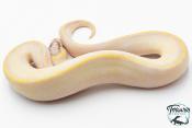 Python royal - Python regius Ivory Enchi