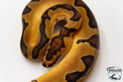 Python royal - Python regius Clown Enchi