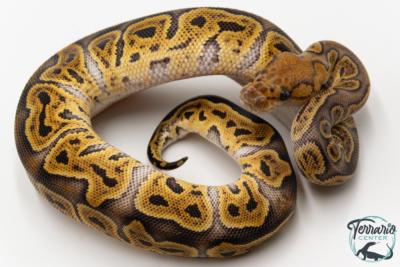 Python royal - Python regius Clown GHI