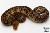 Python royal - Python regius Stranger Clown