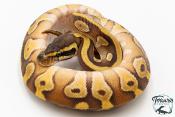 Python royal - Python regius Enchi Mojave