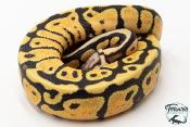 Python royal - Python regius Enchi Pastel