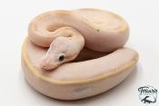 Python Royal - Python regius Ivory Pastel