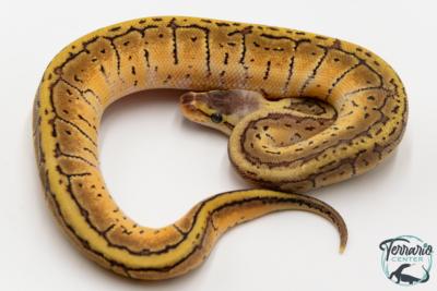 Python royal - Python regius Lemon Blast