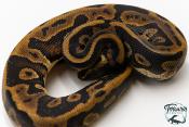 Python royal - Python regius Leopard