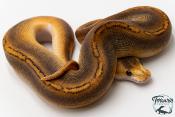 Python royal - Python regius Champagne Black Pastel