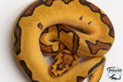 Python royal - Python regius Clown Enchi Fire