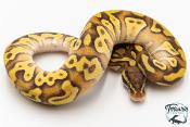 Python royal - Python Regius Enchi Pastave