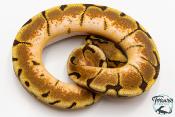 Python royal - Python regius Enchi Spider